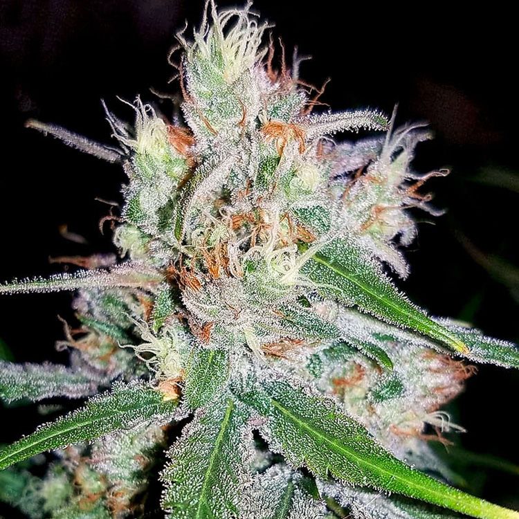 Dope Breeders - G13 LABS Double Black Image