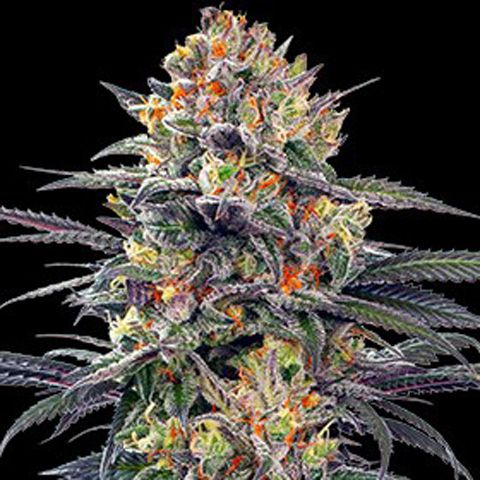 Dope Breeders - G13 LABS Jealous Mary Auto Image