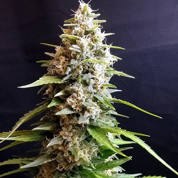 Dope Breeders - G13 LABS Maltezerz Image