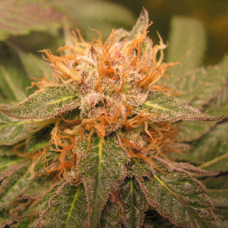 Dope Breeders - G13 LABS Midnight Kush Image