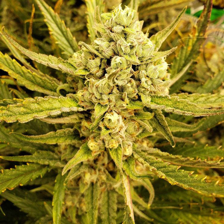 Dope Breeders - G13 LABS Pineapple Express Auto Image