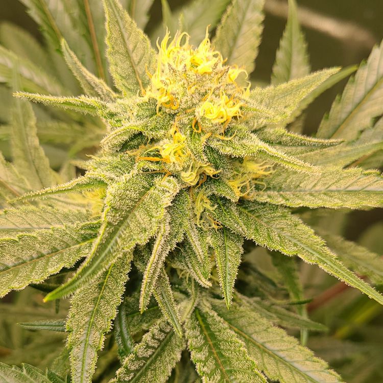 Dope Breeders - G13 LABS Pineapple Express Image