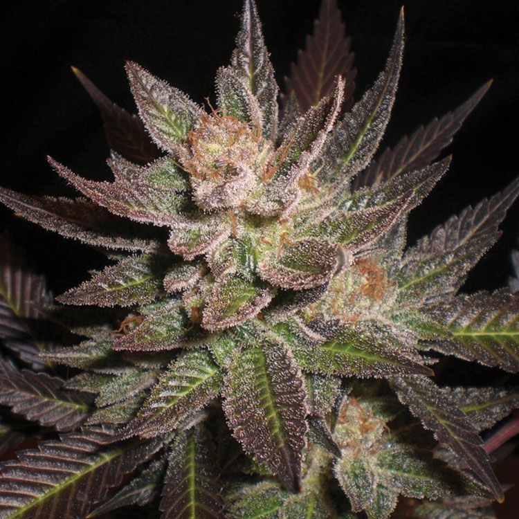 Dope Breeders - G13 LABS Purple Haze Image