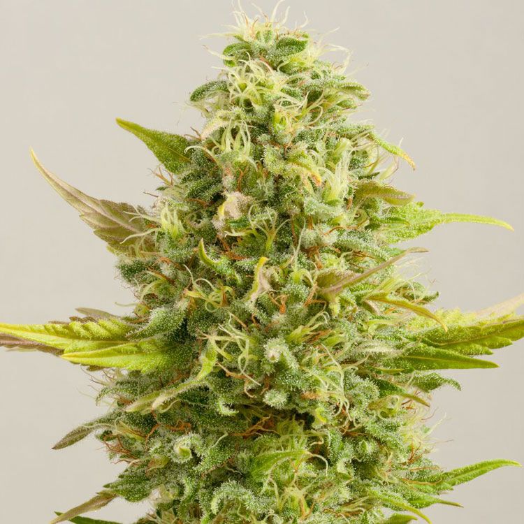 Dope Breeders - G13 LABS Royal Kush Image