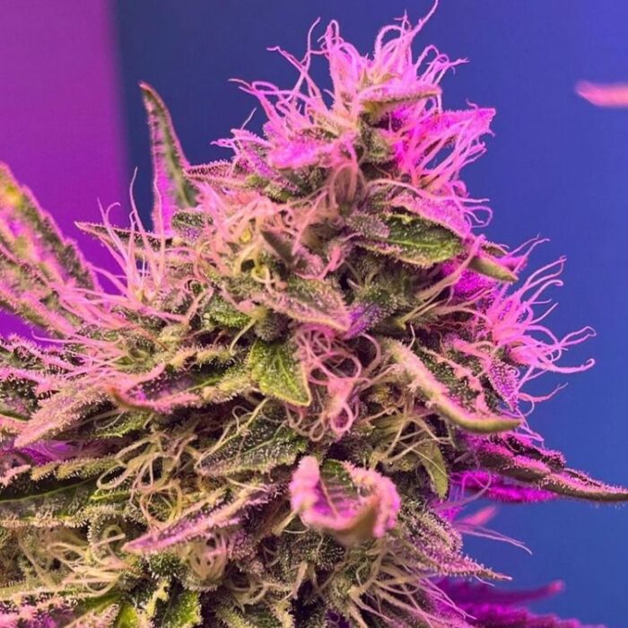 Dope Breeders - G13 LABS Runtz 13 Image