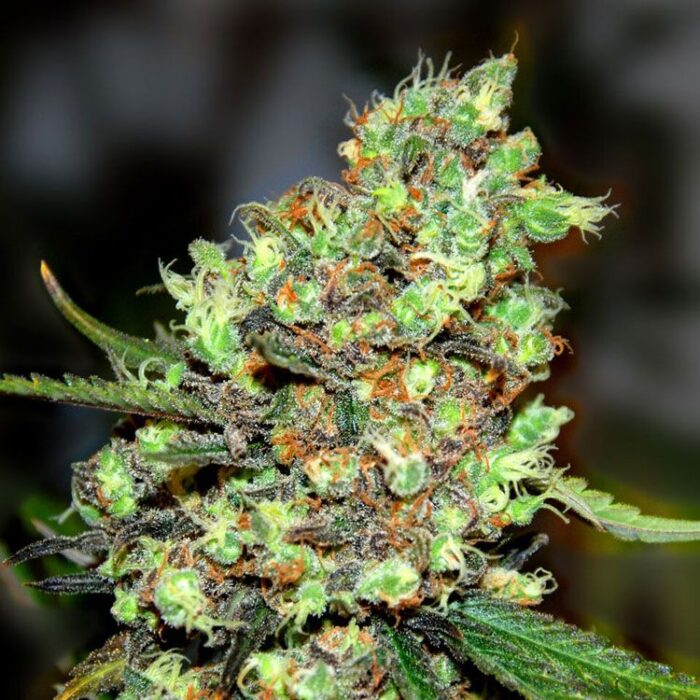 Dope Breeders - G13 LABS Skunk #1 Image