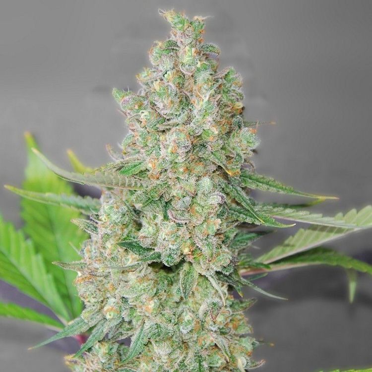 Dope Breeders - G13 LABS Super Skunk Image