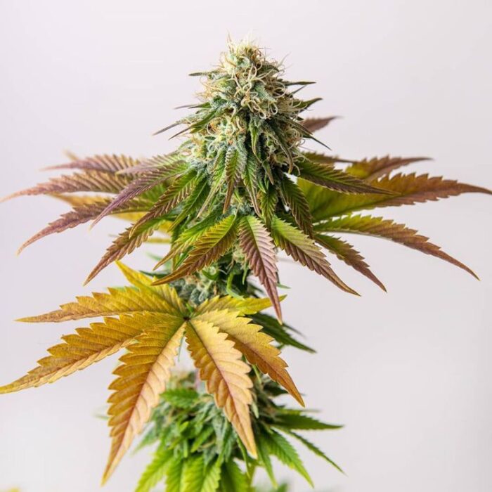 Dope Breeders - G13 LABS White Critical Image