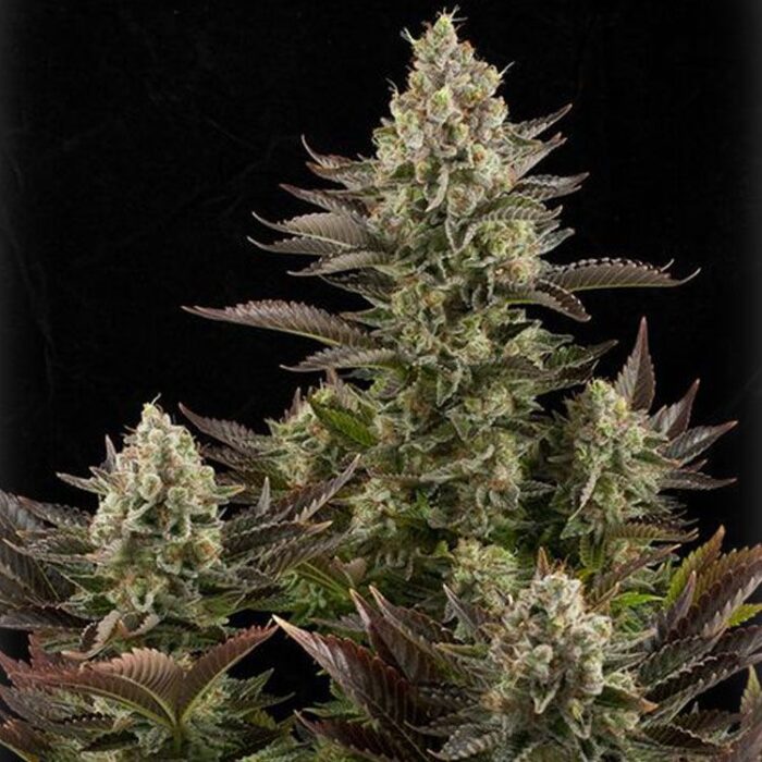 Dope Breeders - G13 LABS White Widow Image