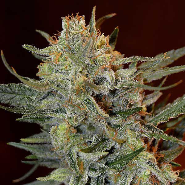 Dope Breeders - GARDEN OF GREEN Amnesia Lemon Kush Image