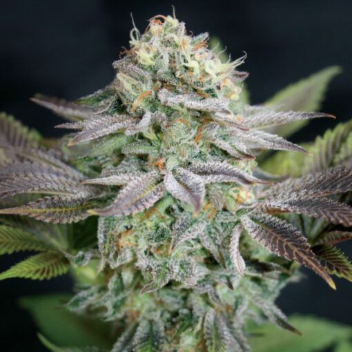 Dope Breeders - GARDEN OF GREEN Blue Dream Image