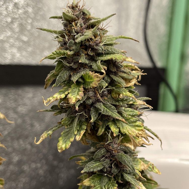 Dope Breeders - GARDEN OF GREEN Blueberry Cookies Auto Image