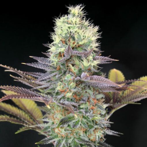 Dope Breeders - GARDEN OF GREEN Cali Bay Dream Image