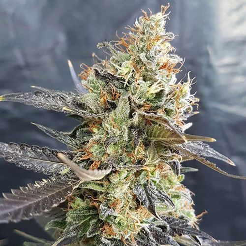 Dope Breeders - GARDEN OF GREEN Candyland Image