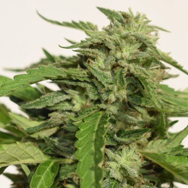 Dope Breeders - GARDEN OF GREEN Cheese Exodus Image