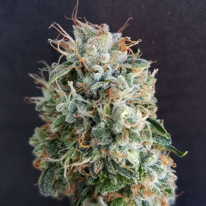 Dope Breeders - GARDEN OF GREEN Chemdog Millionaire Guava Image