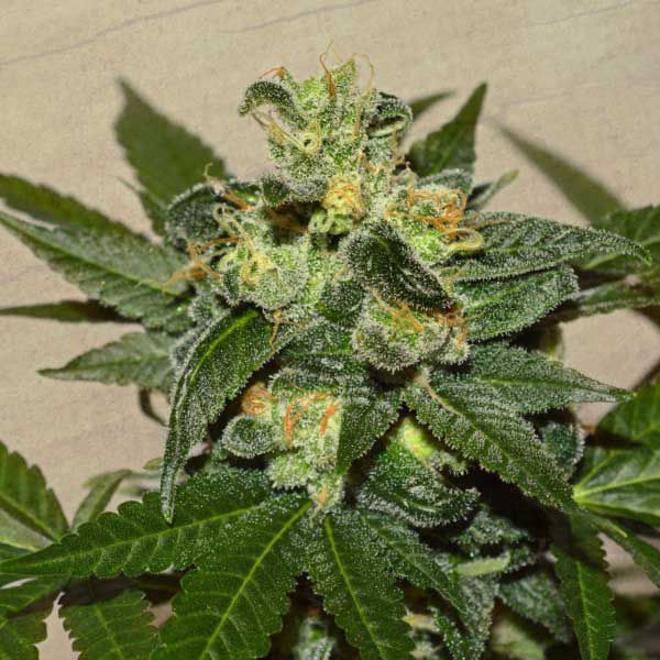 Dope Breeders - GARDEN OF GREEN Citrus Paradisi Image