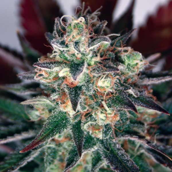 Dope Breeders - GARDEN OF GREEN Critical Relief CBD Image