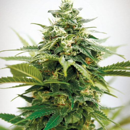 Dope Breeders - GARDEN OF GREEN Critical XXL Image