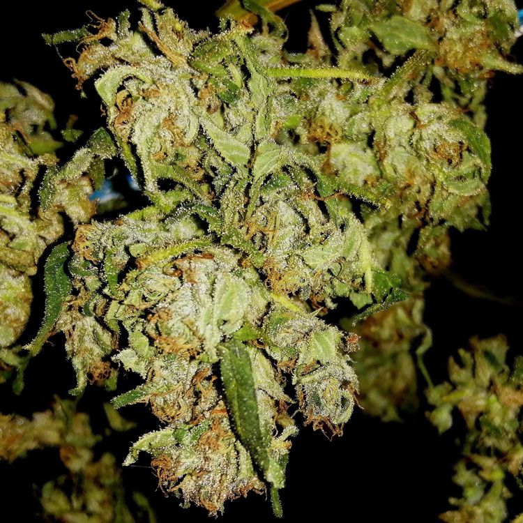 Dope Breeders - GARDEN OF GREEN Diesel Berry Cough Image