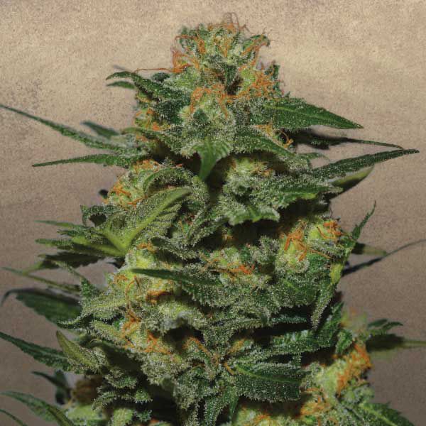 Dope Breeders - GARDEN OF GREEN Green Crack Image