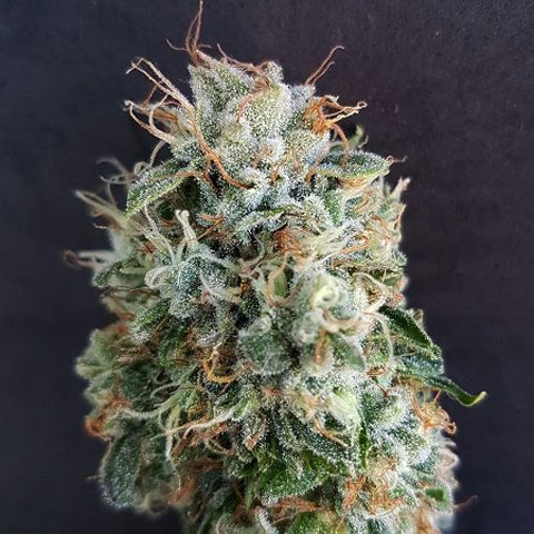 Dope Breeders - GARDEN OF GREEN Guava Image