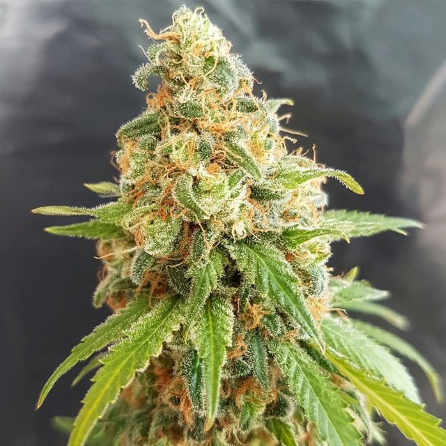 Dope Breeders - GARDEN OF GREEN Kosher Kush Image