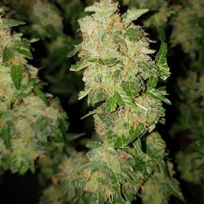 Dope Breeders - GARDEN OF GREEN Kush Mass Auto Image