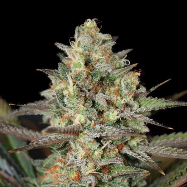 Dope Breeders - GARDEN OF GREEN Kush Mass Image