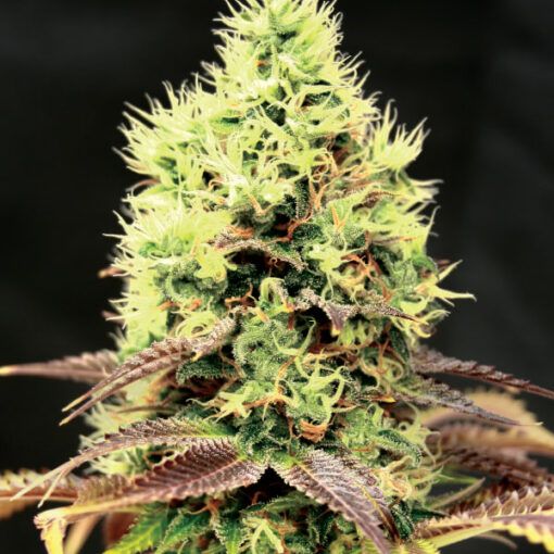 Dope Breeders - GARDEN OF GREEN Kush n Cookies CBD Image