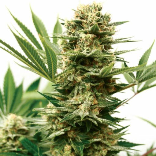 Dope Breeders - GARDEN OF GREEN Mass Shooter Auto Image