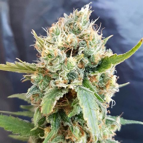 Dope Breeders - GARDEN OF GREEN Nicole Kush Image