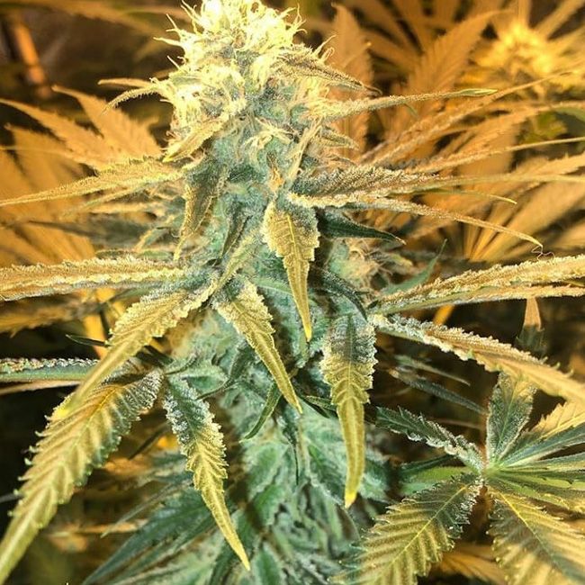 Dope Breeders - GARDEN OF GREEN Phantom Cookies Domina Image