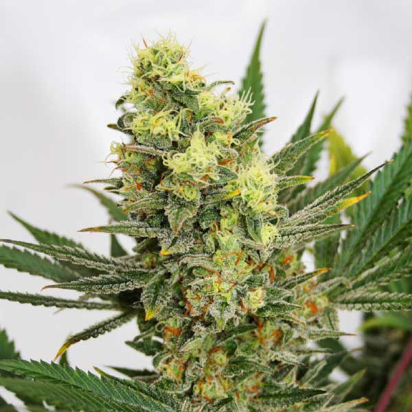 Dope Breeders - GARDEN OF GREEN Pineapple Amnesia Image