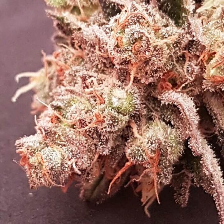 Dope Breeders - GARDEN OF GREEN Sherbet Image