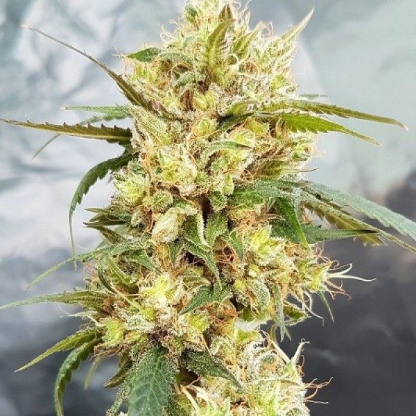 Dope Breeders - GARDEN OF GREEN Sour Tangie Image