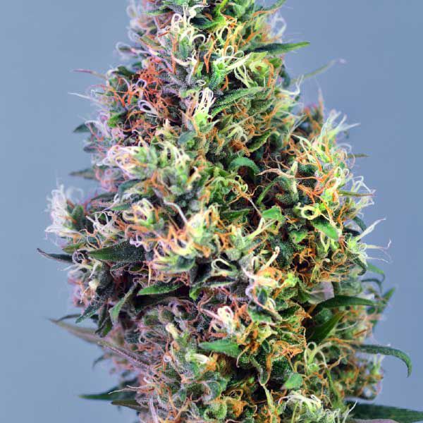 Dope Breeders - GARDEN OF GREEN Super Pineapple Haze Image