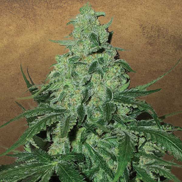 Dope Breeders - GARDEN OF GREEN Super Skunk Auto Image