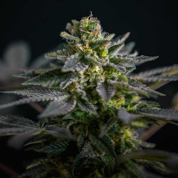 Dope Breeders - GARDEN OF GREEN Super Skunk Kush Image