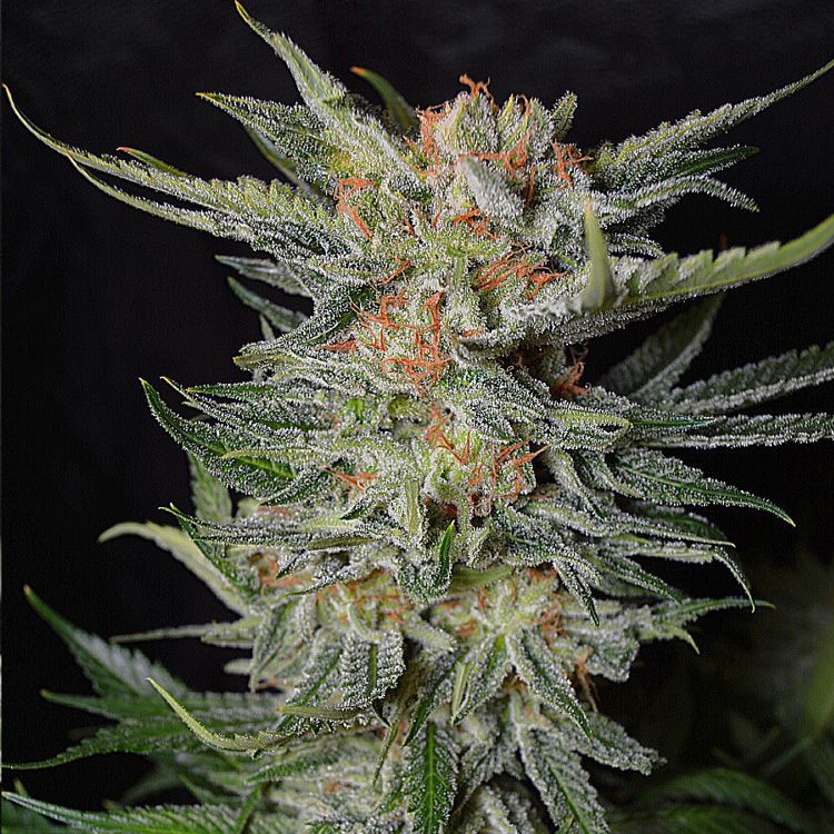 Dope Breeders - GARDEN OF GREEN Sweet Russian Image