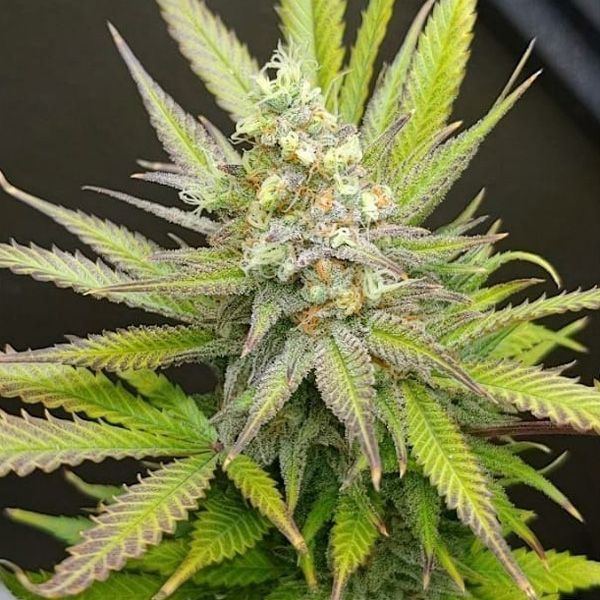 Dope Breeders - GARDEN OF GREEN Sweetberry Cough Auto Image