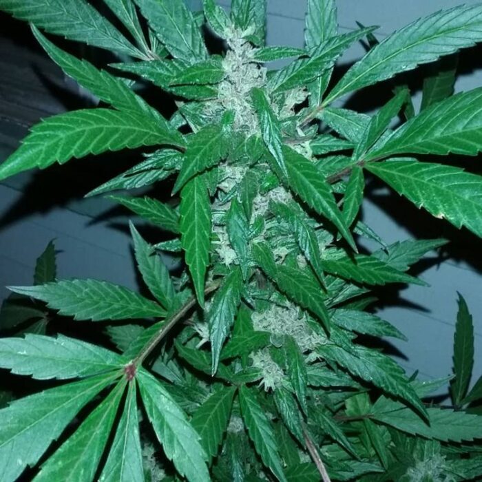 Dope Breeders - GARDEN OF GREEN Violet Kush Auto Image