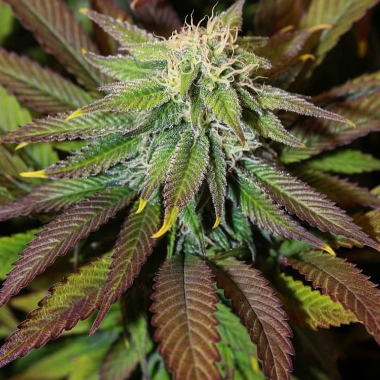 Dope Breeders - GARDEN OF GREEN Violet Kush Image