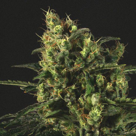 Dope Breeders - GENOFARM Easy Haze Image