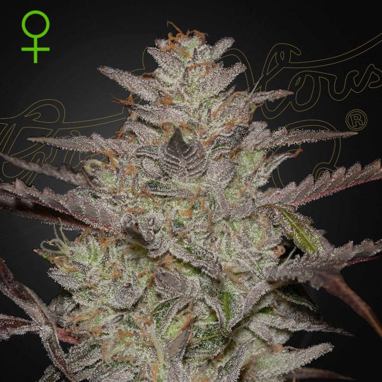 Dope Breeders - GREEN HOUSE SEEDS AlienZ Auto Image