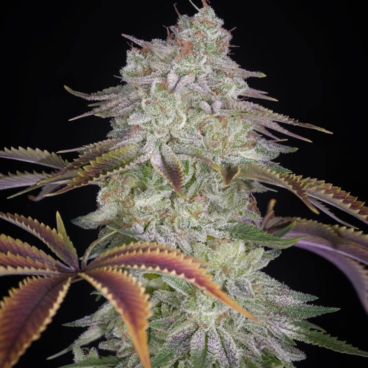 Dope Breeders - GREEN HOUSE SEEDS AlienZ Image