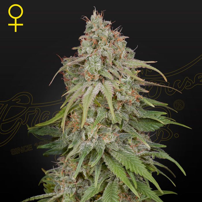 Dope Breeders - GREEN HOUSE SEEDS Amnesia Image