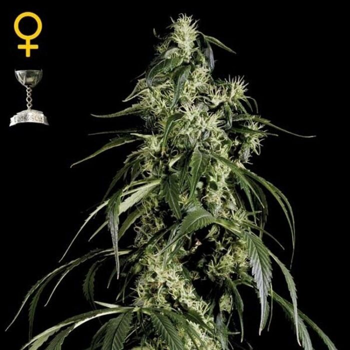 Dope Breeders - GREEN HOUSE SEEDS Arjans Haze #1 Image