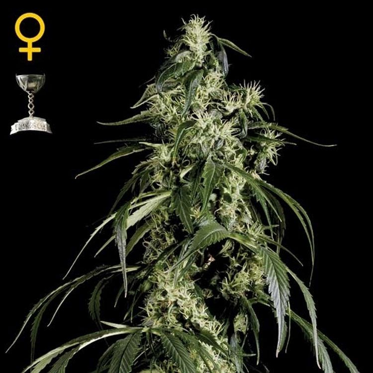 Dope Breeders - GREEN HOUSE SEEDS Arjans Haze #1 Image