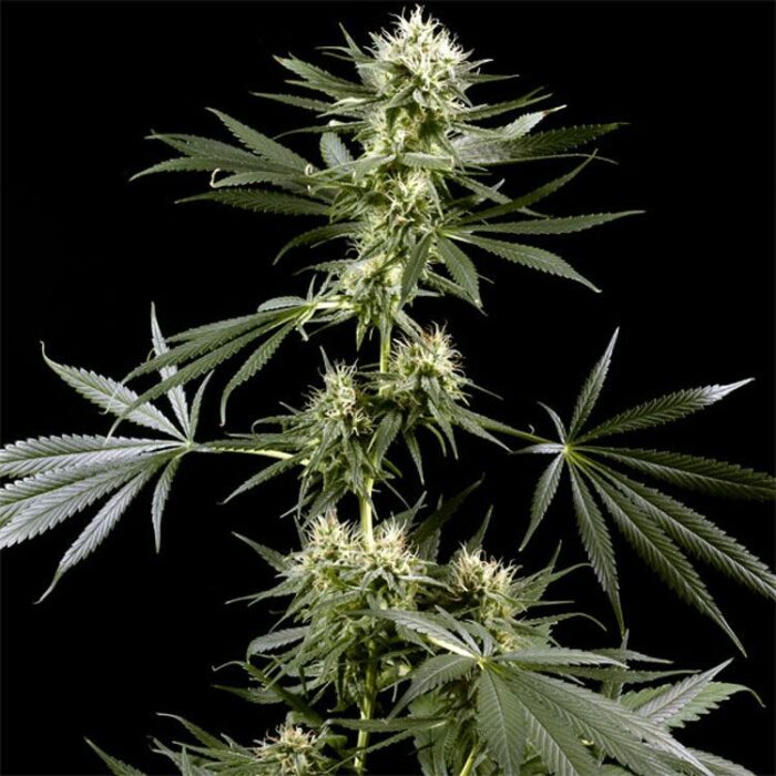 Dope Breeders - GREEN HOUSE SEEDS Arjans Haze #2 Image